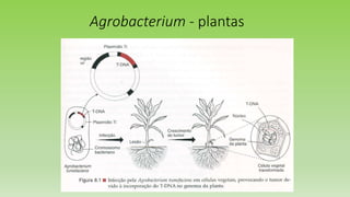 Agrobacterium - plantas
 