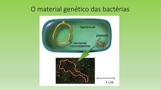 O material genético das bactérias
 