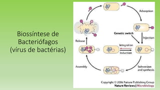 Biossíntese de
Bacteriófagos
(vírus de bactérias)
 