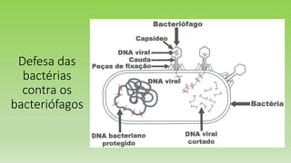 Defesa das
bactérias
contra os
bacteriófagos
 