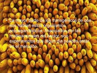 • La mayor parte de los transgénicos de que
nos hablan estos organismos
propagandísticos, financiados por las
multinacionales del sector, son
experimentos que algún día pueden estar
en el mercado.
 
