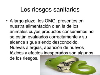 Los riesgos sanitarios
• A largo plazo los OMG, presentes en
nuestra alimentación o en la de los
animales cuyos productos consumimos no
se están evaluados correctamente y su
alcance sigue siendo desconocido.
Nuevas alergias, aparición de nuevos
tóxicos y efectos inesperados son algunos
de los riesgos.
 