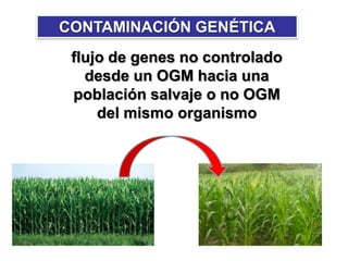 CONTAMINACIÓN GENÉTICA
flujo de genes no controlado
desde un OGM hacia una
población salvaje o no OGM
del mismo organismo
 