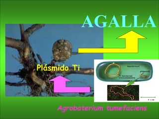 AGALLA
Agrobaterium tumefaciens
Plásmido Ti
 