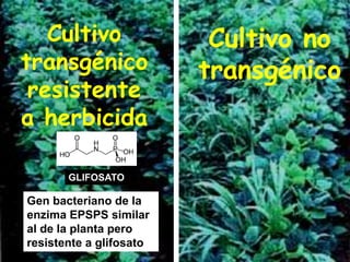 Cultivo
transgénico
resistente
a herbicida
Cultivo no
transgénico
GLIFOSATO
Gen bacteriano de la
enzima EPSPS similar
al de la planta pero
resistente a glifosato
 