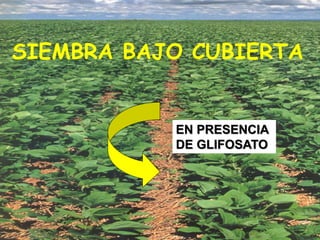 SIEMBRA BAJO CUBIERTA
EN PRESENCIA
DE GLIFOSATO
 
