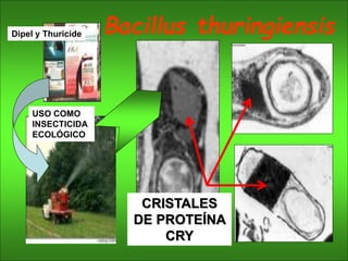 Bacillus thuringiensis
CRISTALES
DE PROTEÍNA
CRY
USO COMO
INSECTICIDA
ECOLÓGICO
Dipel y Thuricide
 