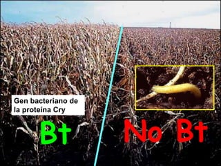 Bt No Bt
Gen bacteriano de
la proteína Cry
 