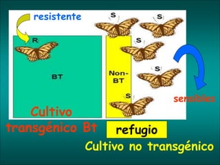 Cultivo
transgénico Bt
Cultivo no transgénico
sensibles
resistente
refugio
 