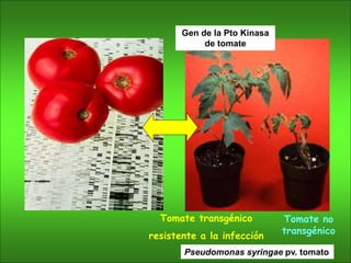 Tomate transgénico
resistente a la infección
Tomate no
transgénico
Pseudomonas syringae pv. tomato
Gen de la Pto Kinasa
de tomate
 