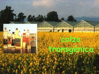 colza
transgénica
 