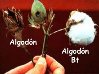 Algodón
Bt
Algodón
 