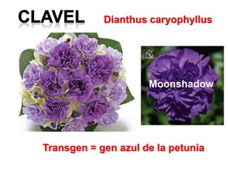 Dianthus caryophyllus
Transgen = gen azul de la petunia
Moonshadow
 