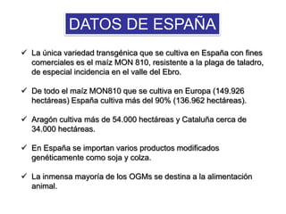 DATOS DE ESPAÑA
 La única variedad transgénica que se cultiva en España con fines
comerciales es el maíz MON 810, resistente a la plaga de taladro,
de especial incidencia en el valle del Ebro.
 De todo el maíz MON810 que se cultiva en Europa (149.926
hectáreas) España cultiva más del 90% (136.962 hectáreas).
 Aragón cultiva más de 54.000 hectáreas y Cataluña cerca de
34.000 hectáreas.
 En España se importan varios productos modificados
genéticamente como soja y colza.
 La inmensa mayoría de los OGMs se destina a la alimentación
animal.
 