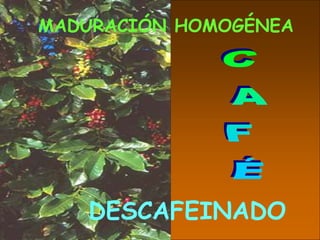 DESCAFEINADO
MADURACIÓN HOMOGÉNEA
 