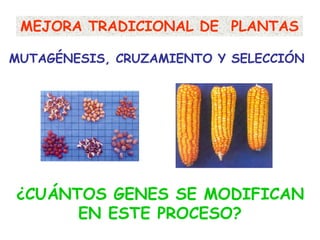 MEJORA TRADICIONAL DE PLANTAS
MUTAGÉNESIS, CRUZAMIENTO Y SELECCIÓN
¿CUÁNTOS GENES SE MODIFICAN
EN ESTE PROCESO?
 