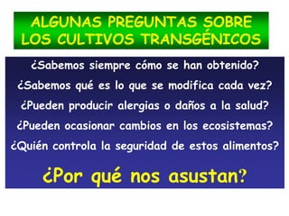 ALGUNAS PREGUNTAS SOBRE
LOS CULTIVOS TRANSGÉNICOS
¿Sabemos siempre cómo se han obtenido?
¿Sabemos qué es lo que se modifica cada vez?
¿Pueden producir alergias o daños a la salud?
¿Pueden ocasionar cambios en los ecosistemas?
¿Quién controla la seguridad de estos alimentos?
¿Por qué nos asustan?
 