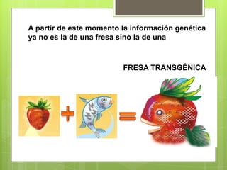 A partir de este momento la información genética
ya no es la de una fresa sino la de una



                         FRESA TRANSGÉNICA
 