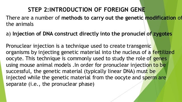 Transgenic pig