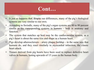 Cont…
• It just so happens that, despite our differences, many of the pig’s biological
systems are very similar to our own.
• According to Swindle, many of the pig’s organ systems are 80 to 90 percent
similar to the corresponding systems in humans – both in anatomy and
function.
• The system that matches up best may be the cardiovascular system, as a
pig’s heart is about the same size and shape as a human heart.
• Pigs develop atherosclerosis – artery plaque buildup – in the same way that
humans do, and they react similarly to myocardial infarction, the classic
heart attack.
• Tissues derived from pig hearts have been used to replace defective heart
valves in humans, lasting upwards of 15 years in the human body.
 