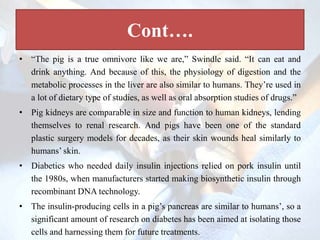Cont….
• “The pig is a true omnivore like we are,” Swindle said. “It can eat and
drink anything. And because of this, the physiology of digestion and the
metabolic processes in the liver are also similar to humans. They’re used in
a lot of dietary type of studies, as well as oral absorption studies of drugs.”
• Pig kidneys are comparable in size and function to human kidneys, lending
themselves to renal research. And pigs have been one of the standard
plastic surgery models for decades, as their skin wounds heal similarly to
humans’ skin.
• Diabetics who needed daily insulin injections relied on pork insulin until
the 1980s, when manufacturers started making biosynthetic insulin through
recombinant DNA technology.
• The insulin-producing cells in a pig’s pancreas are similar to humans’, so a
significant amount of research on diabetes has been aimed at isolating those
cells and harnessing them for future treatments.
 