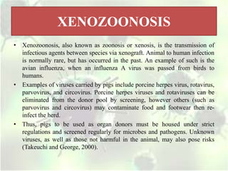 XENOZOONOSIS
• Xenozoonosis, also known as zoonosis or xenosis, is the transmission of
infectious agents between species via xenograft. Animal to human infection
is normally rare, but has occurred in the past. An example of such is the
avian influenza, when an influenza A virus was passed from birds to
humans.
• Examples of viruses carried by pigs include porcine herpes virus, rotavirus,
parvovirus, and circovirus. Porcine herpes viruses and rotaviruses can be
eliminated from the donor pool by screening, however others (such as
parvovirus and circovirus) may contaminate food and footwear then re-
infect the herd.
• Thus, pigs to be used as organ donors must be housed under strict
regulations and screened regularly for microbes and pathogens. Unknown
viruses, as well as those not harmful in the animal, may also pose risks
(Takeuchi and George, 2000).
 
