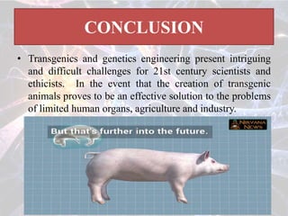 CONCLUSION
• Transgenics and genetics engineering present intriguing
and difficult challenges for 21st century scientists and
ethicists. In the event that the creation of transgenic
animals proves to be an effective solution to the problems
of limited human organs, agriculture and industry.
 