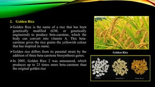 Golden Rice Making Process Transgenic plant | PPTX