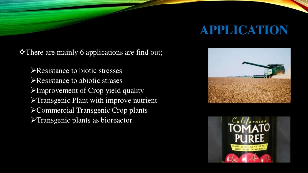 Transgenic plant