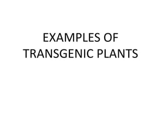EXAMPLES OF
TRANSGENIC PLANTS
 