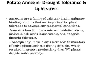 Potato Annexin- Drought Tolerance &
Light stress
• Annexins are a family of calcium- and membrane-
binding proteins that are important for plant
tolerance to adverse environmental conditions.
• Annexins function to counteract oxidative stress,
maintain cell redox homeostasis, and enhance
drought tolerance.
• Consequently, these plants were able to maintain
effective photosynthesis during drought, which
resulted in greater productivity than WT plants
despite water scarcity.
 