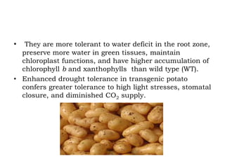 • They are more tolerant to water deficit in the root zone,
preserve more water in green tissues, maintain
chloroplast functions, and have higher accumulation of
chlorophyll b and xanthophylls than wild type (WT).
• Enhanced drought tolerance in transgenic potato
confers greater tolerance to high light stresses, stomatal
closure, and diminished CO2 supply.
 