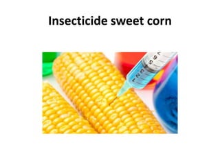 Insecticide sweet corn
 