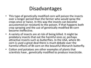 Disadvantages
• This type of genetically modified corn will poison the insects
over a longer period than the farmer who would spray the
crops once or twice. In this way the insects can become
accustomed (or resistant) to the poison. If that happens both
crop spraying and the use of genetically modified Bt-corn
become ineffective.
• A variety of insects are at risk of being killed. It might be
predatory insects that eat the harmful ones or, perhaps
attractive insects such as butterflies. In the USA, where Bt-
corn is used a great deal there is much debate over the
harmful effects of Bt-corn on the beautiful Monarch butterfly.
• Cotton and potatoes are other examples of plants that
scientists have , genetically modified to produce insecticide.
 