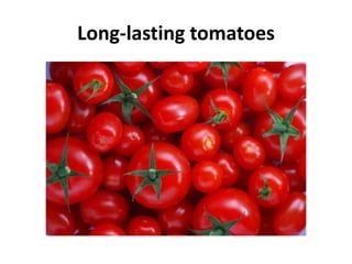 Long-lasting tomatoes
 