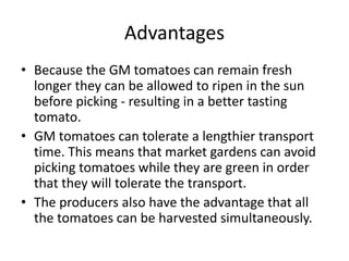 Advantages
• Because the GM tomatoes can remain fresh
longer they can be allowed to ripen in the sun
before picking - resulting in a better tasting
tomato.
• GM tomatoes can tolerate a lengthier transport
time. This means that market gardens can avoid
picking tomatoes while they are green in order
that they will tolerate the transport.
• The producers also have the advantage that all
the tomatoes can be harvested simultaneously.
 