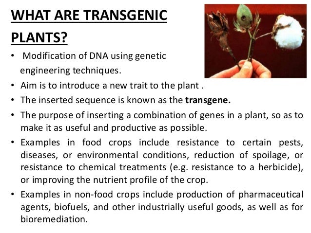 Transgenic Plants Transgenic Plants