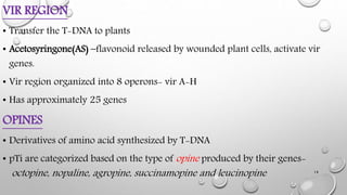 VIR REGION
• Transfer the T-DNA to plants
• Acetosyringone(AS) –flavonoid released by wounded plant cells, activate vir
ge...