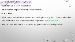 LEFT & RIGHT BORDER SEQUENCE
• Required for T-DNA integration
• RB enable LB to produce single stranded DNA
PROCEDURE
• Pl...