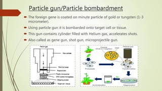 Particle gun/Particle bombardment
 The foreign gene is coated on minute particle of gold or tungsten (1-3
micrometer).
 Using particle gun it is bombarded onto target cell or tissue.
 This gun contains cylinder filled with Helium gas, accelerates shots.
 Also called as gene gun, shot gun, microprojectile gun.
 