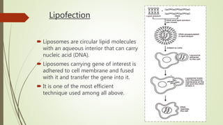 Lipofection
 Liposomes are circular lipid molecules
with an aqueous interior that can carry
nucleic acid (DNA).
 Liposomes carrying gene of interest is
adhered to cell membrane and fused
with it and transfer the gene into it.
 It is one of the most efficient
technique used among all above.
 