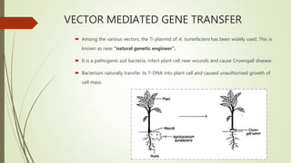 VECTOR MEDIATED GENE TRANSFER
 Among the various vectors, the Ti plasmid of A. tumefaciens has been widely used. This is
known as near “natural genetic engineer”.
 It is a pathogenic soil bacteria, infect plant cell near wounds and cause Crowngall disease.
 Bacterium naturally transfer its T-DNA into plant cell and caused unauthorised growth of
cell mass.
 