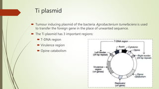 Ti plasmid
 Tumour inducing plasmid of the bacteria Agrobacterium tumefaciens is used
to transfer the foreign gene in the place of unwanted sequence.
 The Ti plasmid has 3 important regions:
 T-DNA region
 Virulence region
 Opine catabolism
 
