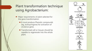 Plant transformation technique
using Agrobacterium:
 Major requirements of plant selected for
the gene transformation:
 It must produce Phenolic compounds
(eg, autosyringone) for activation of
virulence gene.
 Transformed cell or tissues should be
capable to regenerate into the whole
plant.
 