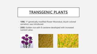 Transgenic Plants.pptx