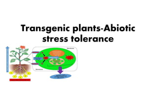Transgenic plants-Abiotic
stress tolerance
 