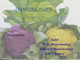 TRANSGENIC PLANTS
Presented by-
Kajol
M.Sc. Biotechnology
School of Biotechnology
DAVV, Indore
 
