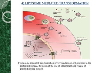 4) LIPOSOME MEDIATED TRANSFORMATION
Liposome mediated transformation involves adhesion of liposomes to the
protoplast surface, its fusion at the site of attachment and release of
plasmids inside the cell.
 