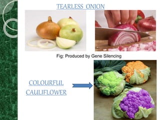 Fig: Produced by Gene Silencing
TEARLESS ONION
COLOURFUL
CAULIFLOWER
 