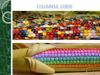 COLOURFUL CORNS
 